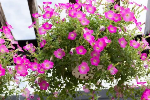 Pink flowers Stock Photos
