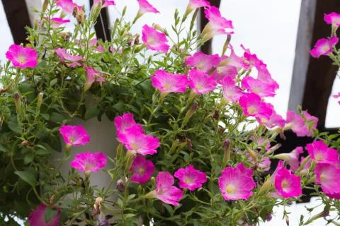 Pink flowers Stock Photos