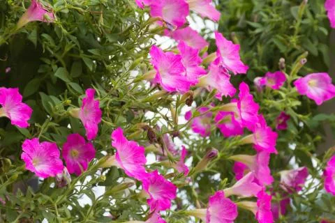 Pink flowers Stock Photos