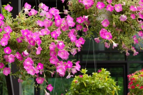 Pink flowers Stock Photos