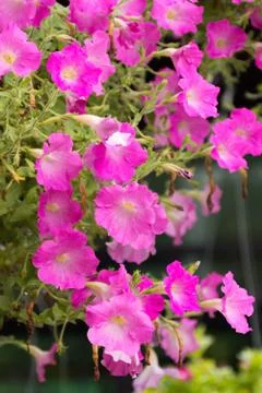 Pink flowers Stock Photos