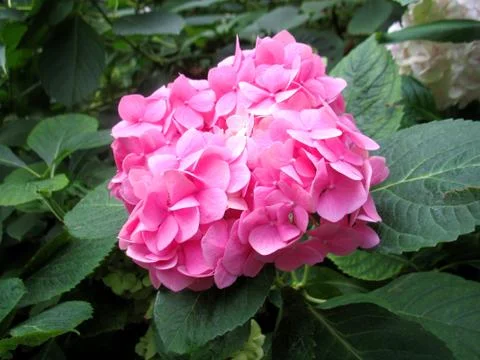 Pink flowers Stock Photos
