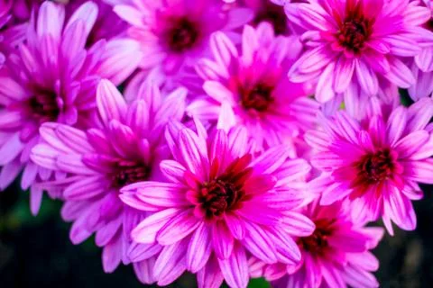 Pink flowers Stock Photos