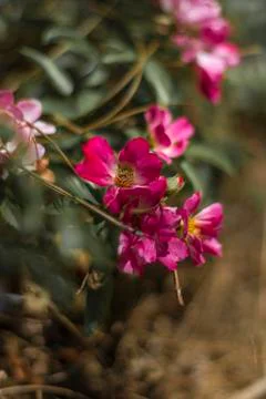 Pink Flowers Stock Photos