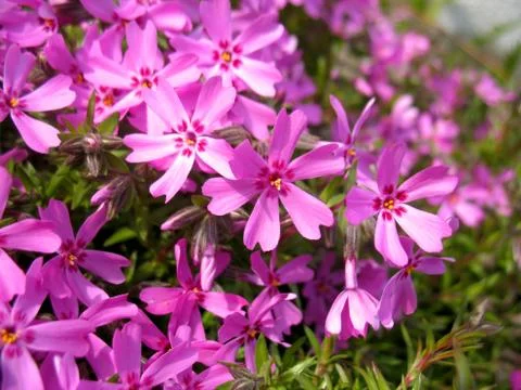 Pink flowers Stock Photos