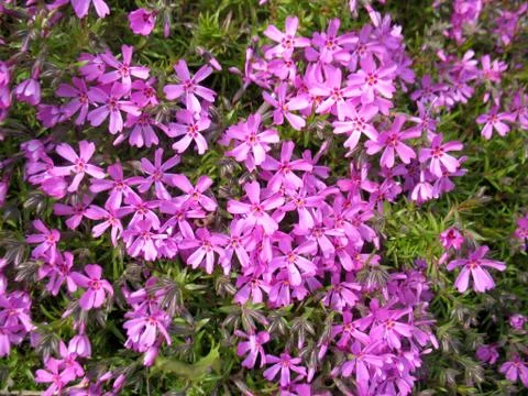 Pink flowers Stock Photos