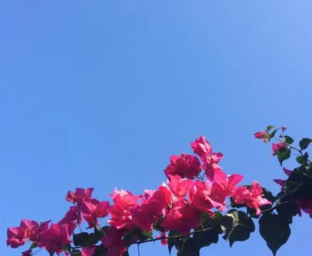 Pink flowers Stock Photos