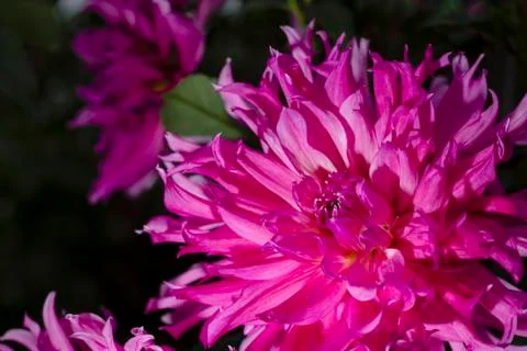 Pink flowers Stock Photos