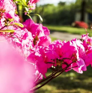 Pink flowers Stock Photos