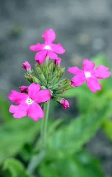Pink flowers Stock Photos