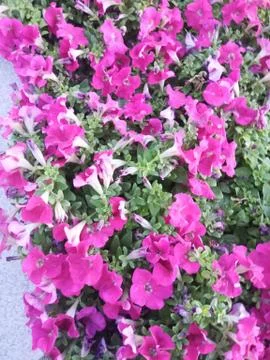 Pink flowers Stock Photos