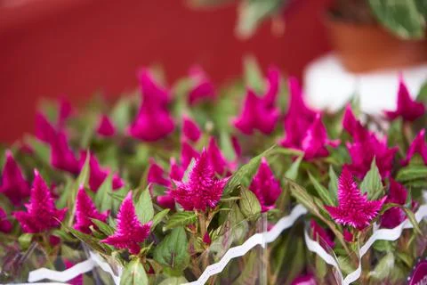Pink Flowers Stock Photos