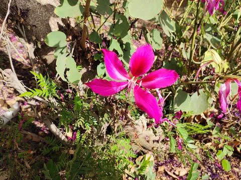 Pink Flowers Stock Photos