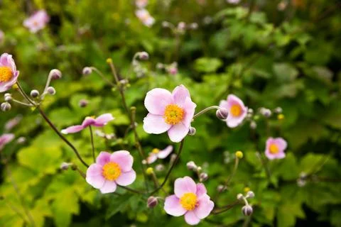 Pink flowers Stock Photos