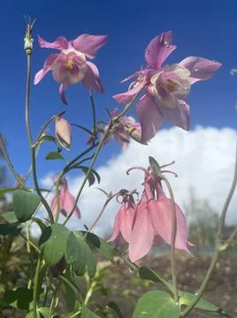 Pink flowers Foto stock