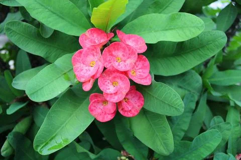 Pink flowers Stock Photos