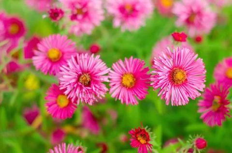 Pink flowers Stock-Fotos