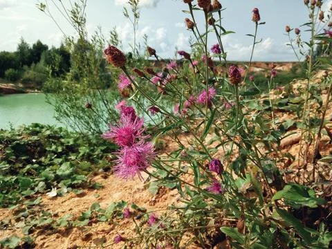 Pink flowers Foto stock