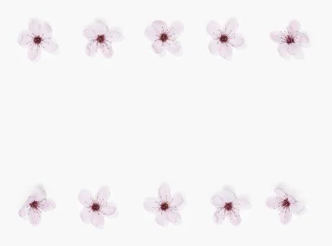 Pink Flowers Stock Photos