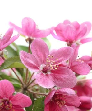 Pink flowers Stock-Fotos
