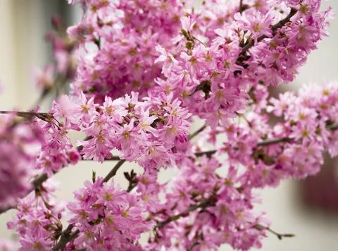 Pink flowers 스톡 사진