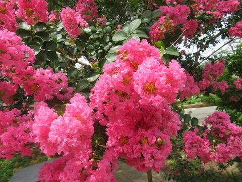 Pink Flowers Stock Photos