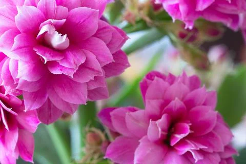 Pink flowers Stock Photos