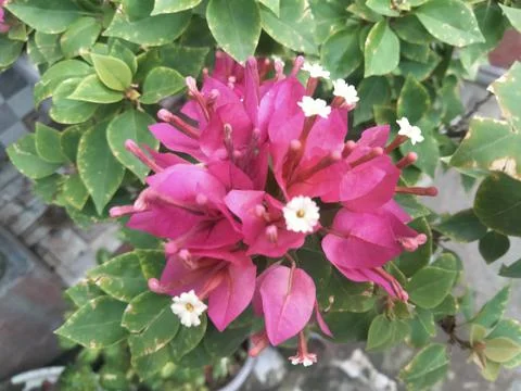 Pink flowers 写真素材
