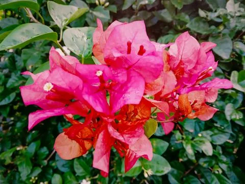 The pink flowers Foto stock