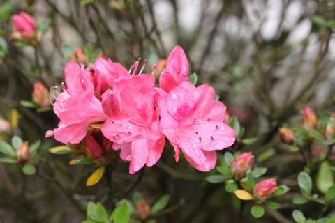 Pink flowers Stock Photos