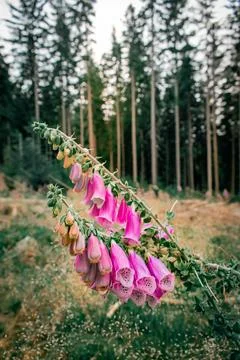 Pink flowers 스톡 사진