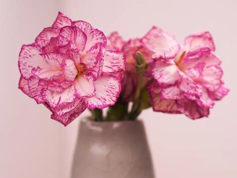 Pink flowers Foto stock