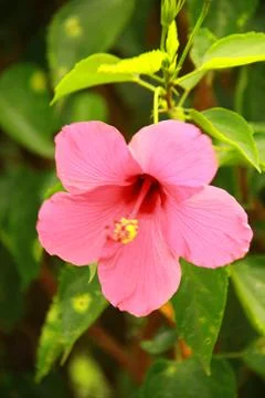 Pink Flowers Stock Photos