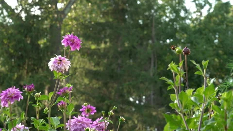 Pink Flowers, Pollinator with Bee, Organic Rural Garden in Connecticut Stock Footage 285177201