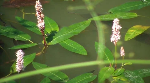 Pink Flowers In The Pond Stock Footage 7768919