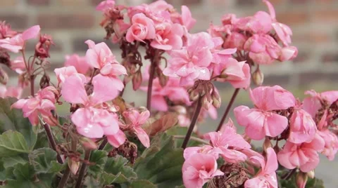 Pink Flowers Pull Focus Stock-Footage 41113843