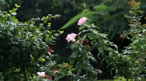 Pink flowers in rain Stock Footage 749858