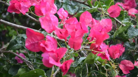 Pink Flowers in the Rain Stock Footage 37290291