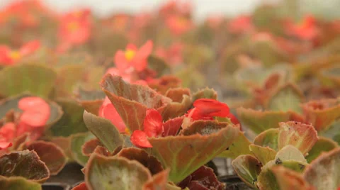 Pink Flowers on the rain Stock Footage 39198495