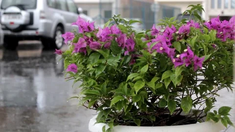 Pink flowers in the rain Video stock 93602288