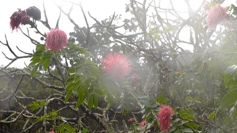 Pink Flowers in The Rain Stock Footage 105196586