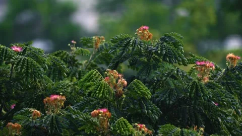 Pink flowers of Rain Tree Stock Footage 340553323