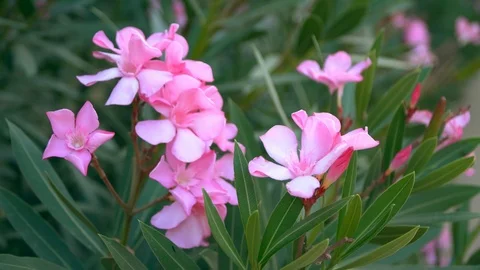 Pink flowers of Red-Leafed Rose Stock Footage 92707541