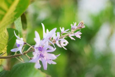 Pink flowers with refreshing. Stock Photos