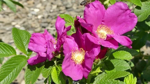 Pink flowers Roses, bees and bumblebees in sunny day on 19 July 2017 in Poland Stock Footage