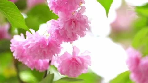 Pink flowers of the sakura tree. Stock Footage 242016952