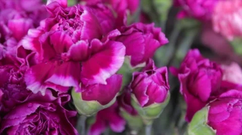 Pink Flowers Sliding View Stock Footage 10754629