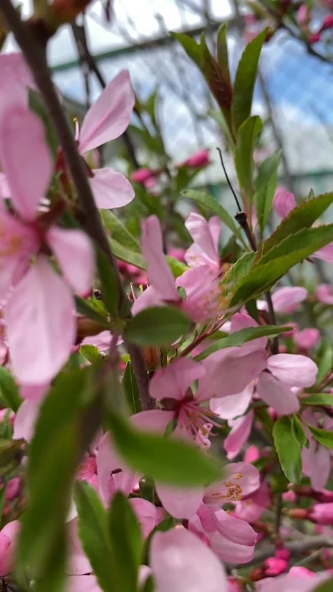 Pink flowers. Slowed Stock-Footage 241296957