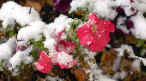 Pink flowers with snow Stock-Footage 55965413