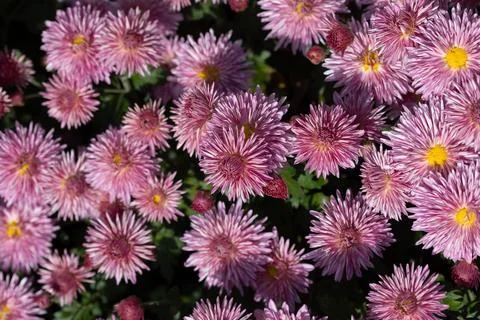 Pink flowers. Solid carpet of lush bright pink and purple flowers, Stock Photos
